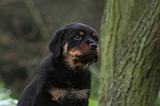 ROTTWEILER 332